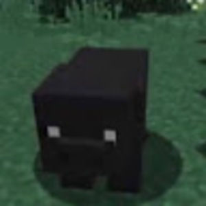 Meet your Posher, Bella